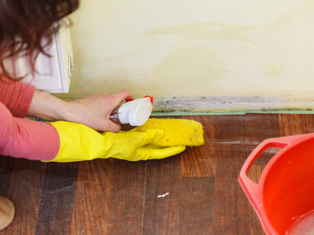 Mold Odor Removal Services in Morris, IL